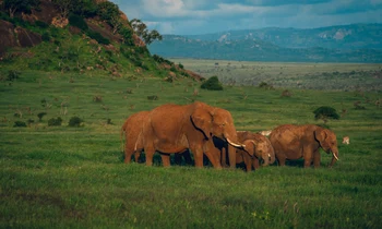 Elephants Kenya